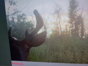 Hell yeaaaaa it s that time folks filling the freezers heavy this year part 3