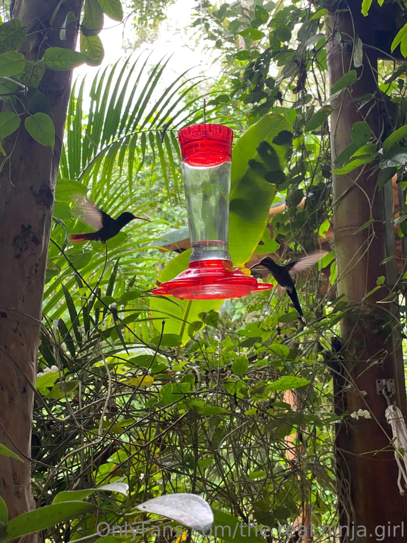 Hello there i am in a tree house spotting hummingbirds 