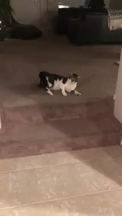 See you can t say i don t play with pussy 