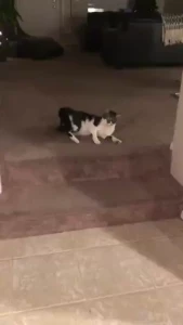 See you can t say i don t play with pussy