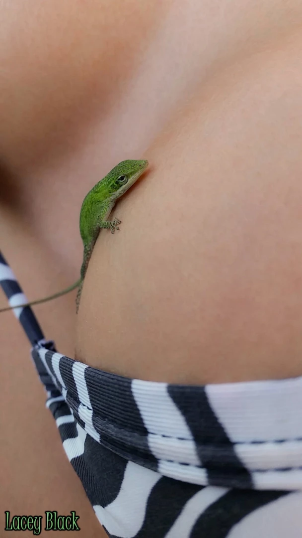 I think this lizard is copping a feel 