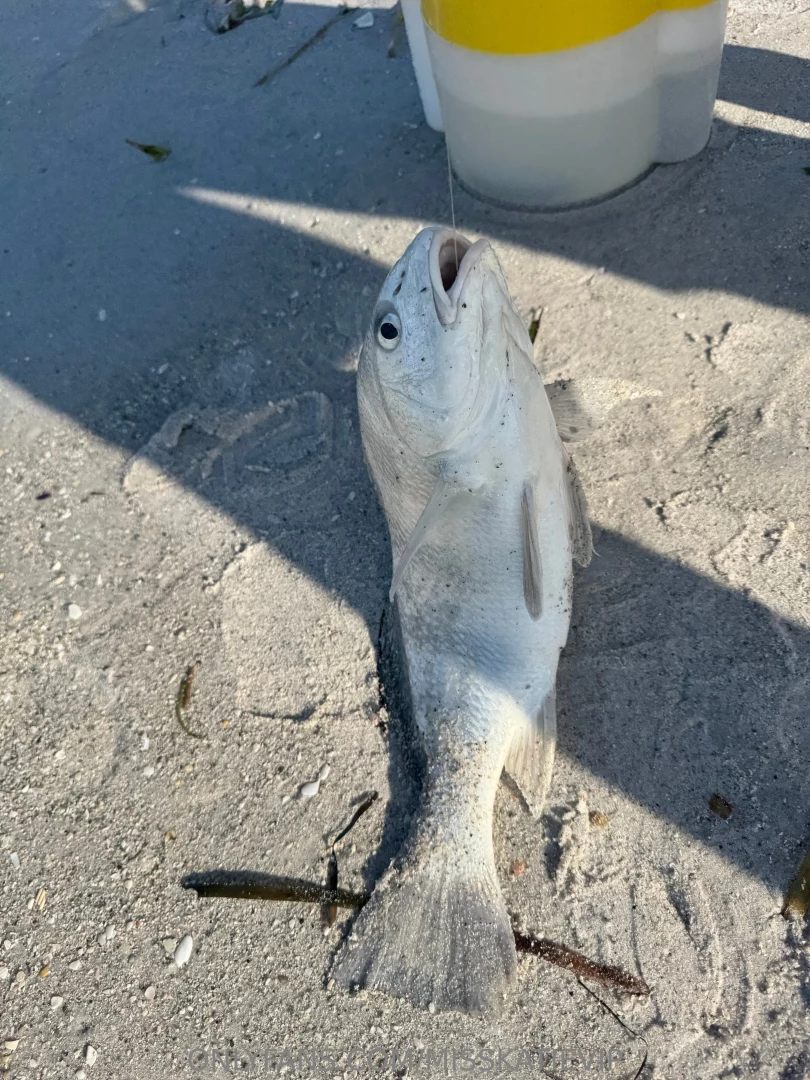 Happy thanksgiving guys look what i got this morning hope you have a part 1 