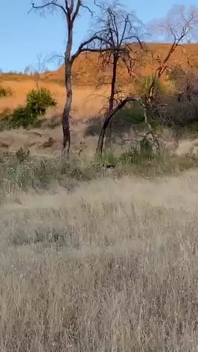 Deer love seeing animals out n about naturally 