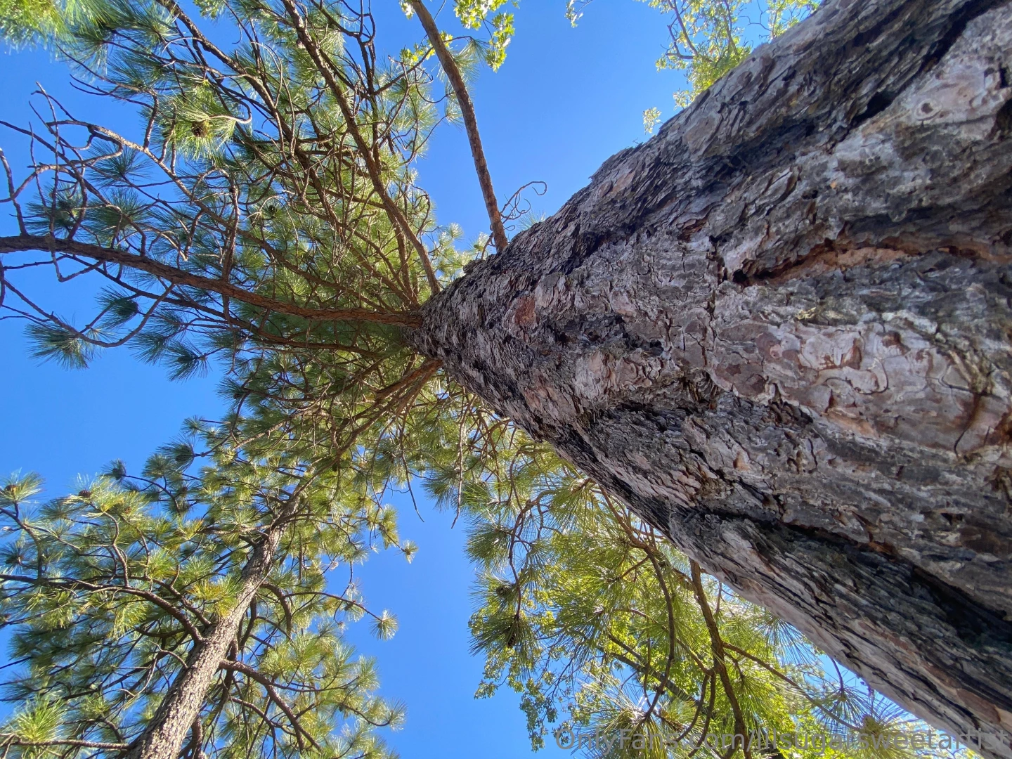 Lilsugarsweetartist part 1 