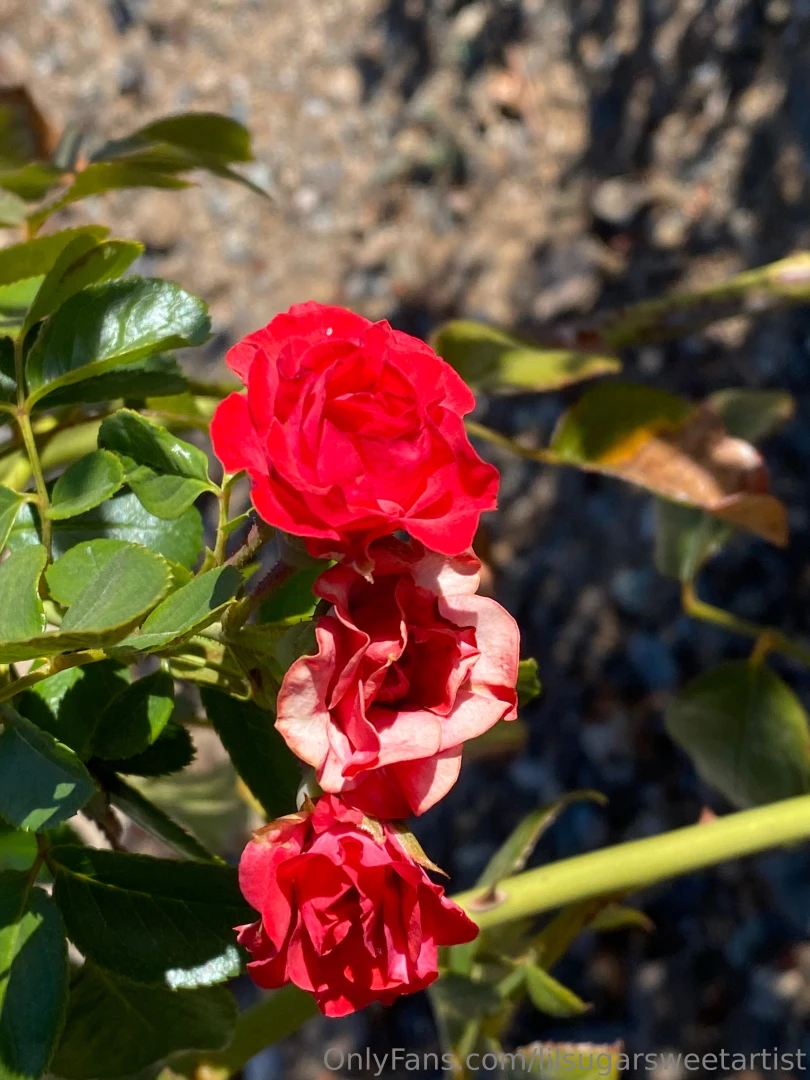 Lilsugarsweetartist part 2 