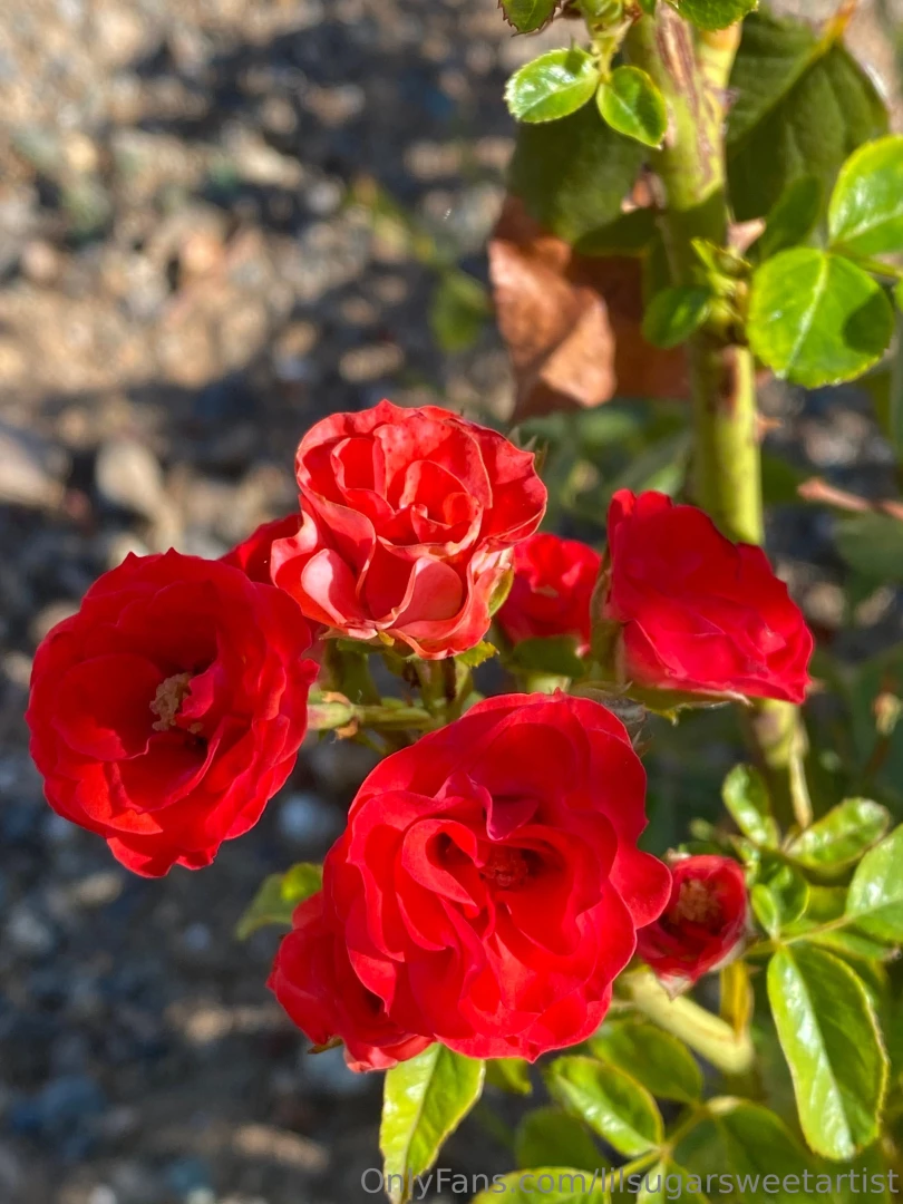 Did a lil morning walk n saw these flowers so beautiful 