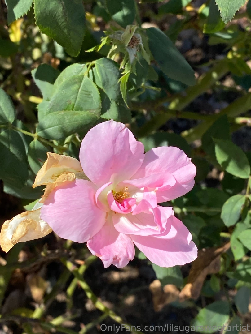 Did a lil morning walk n saw these flowers so beautiful part 1 