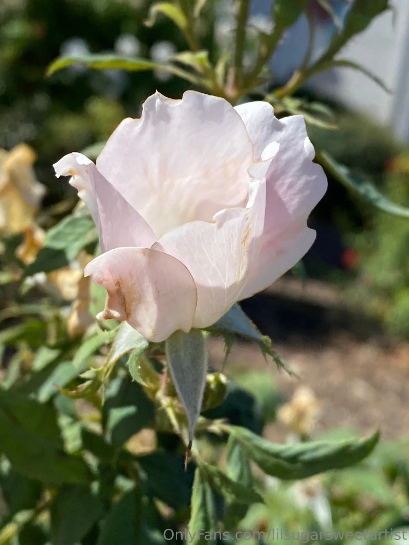 Did a lil morning walk n saw these flowers so beautiful part 2 