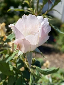 Did a lil morning walk n saw these flowers so beautiful part 2