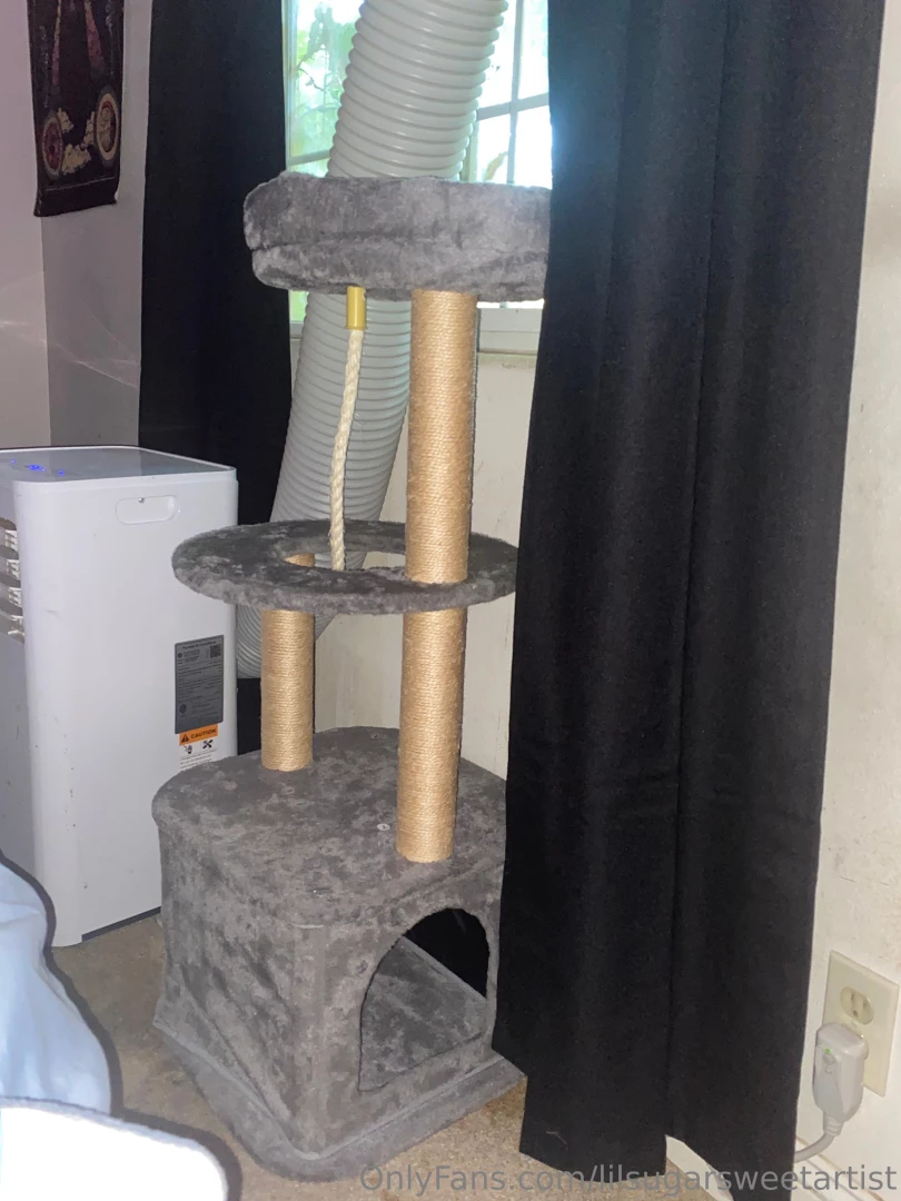 Cat tree for my babies birthday present 