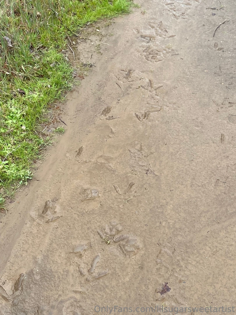 Early am nature walk found some animal prints 