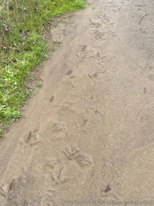 Early am nature walk found some animal prints