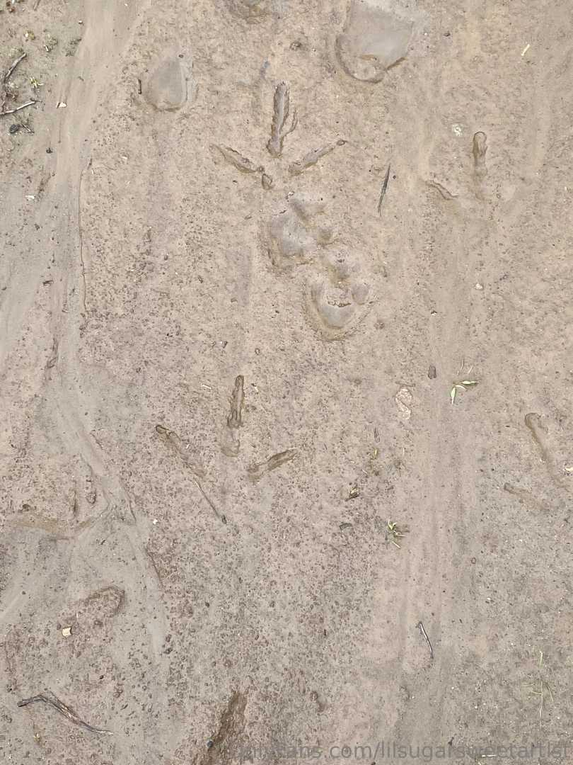 Early am nature walk found some animal prints part 1 