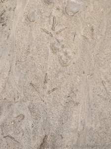 Early am nature walk found some animal prints part 1