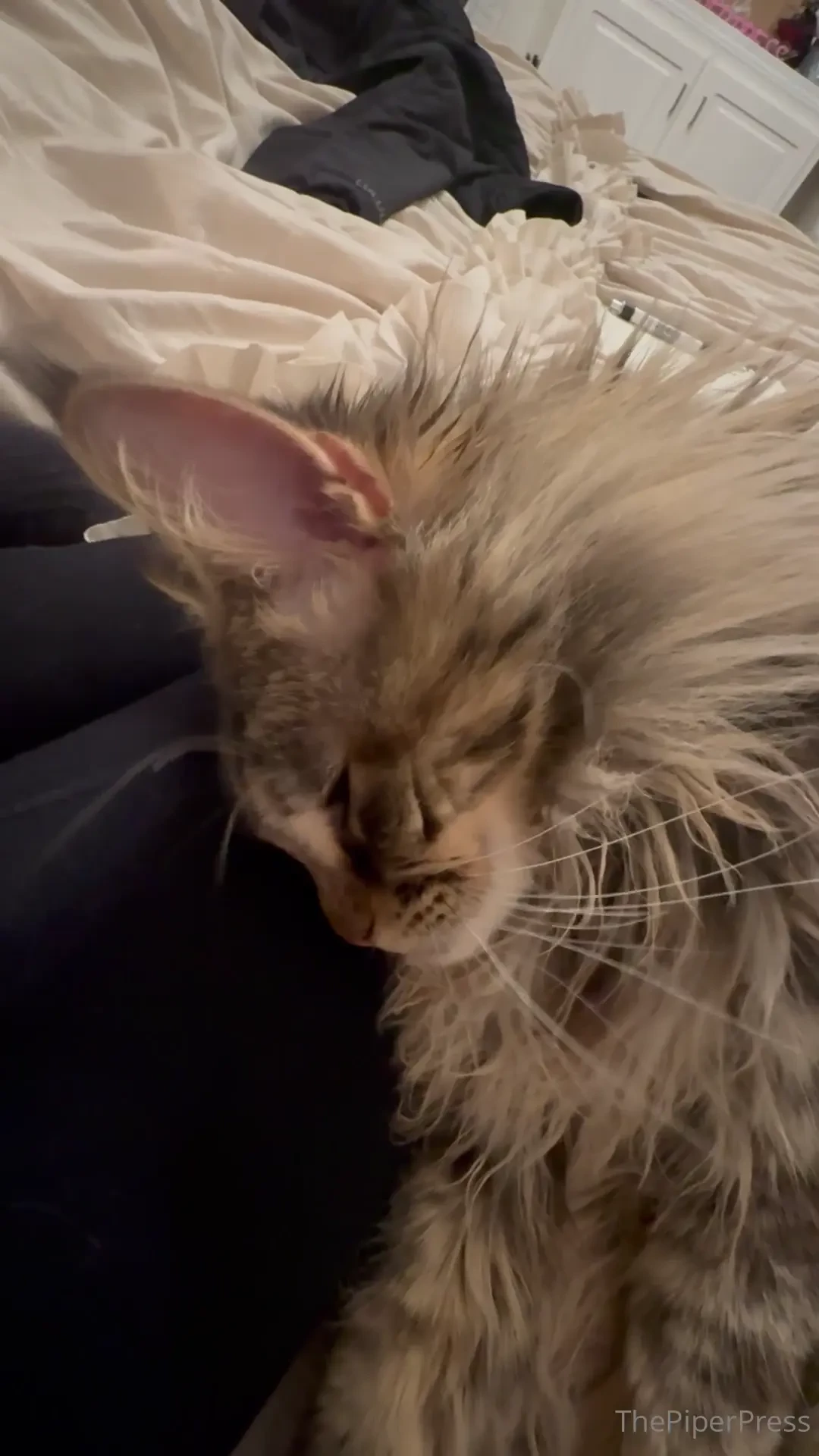 Look at my fur baby is a maine coon it doesn t have a name yet help me 