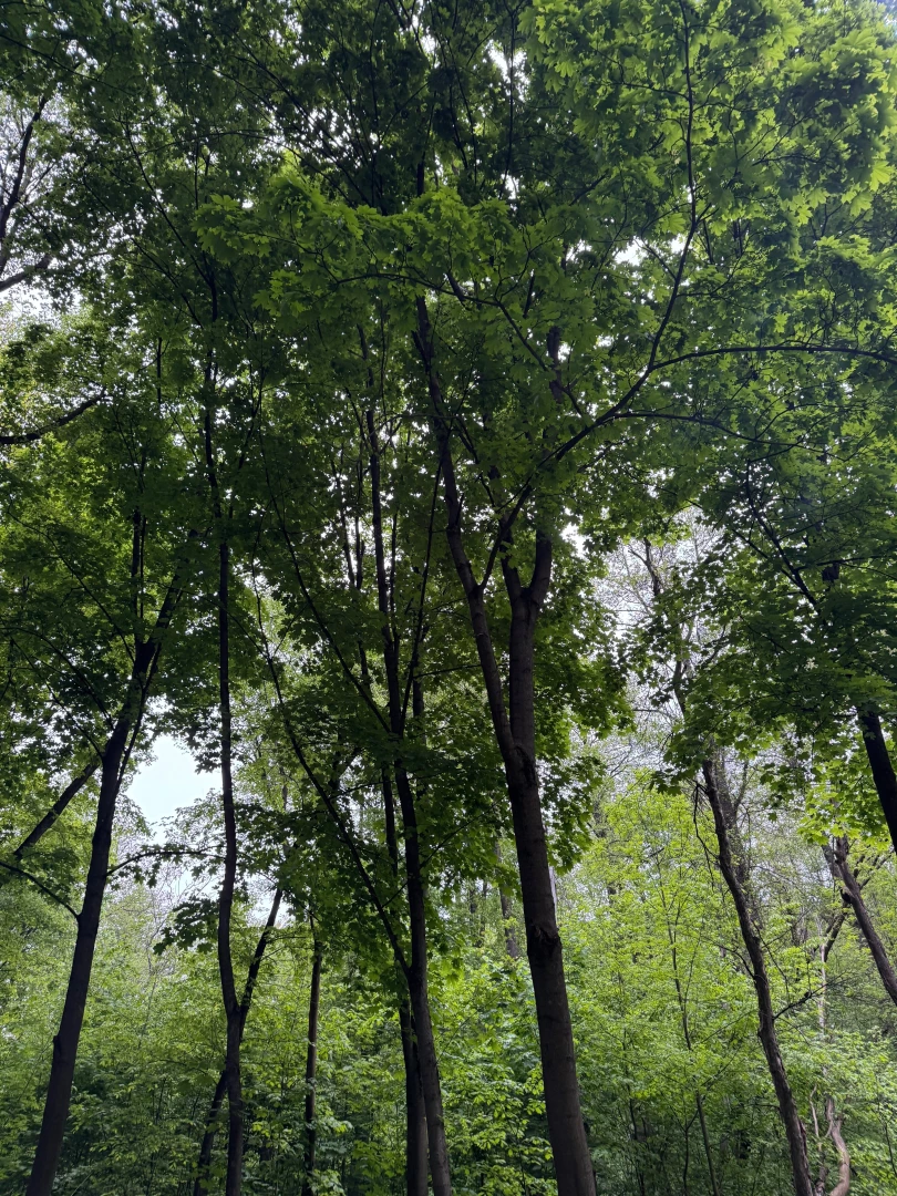 Walking in the forest is not only an opportunity to enjoy nature but part 1 