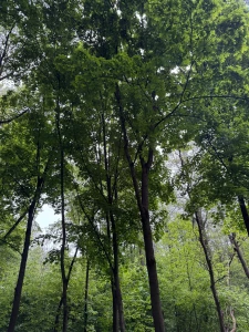 Walking in the forest is not only an opportunity to enjoy nature but part 1