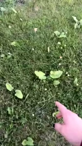 Tried some mushroom gummy s and then decided it was a good idea to part 6