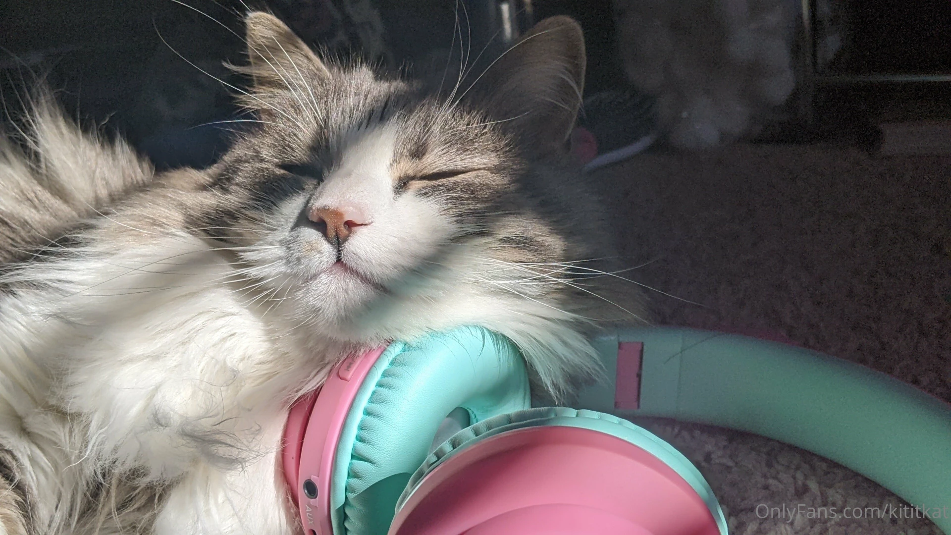 I will rant to anybody about my cat after a lil bit of wine part 1 