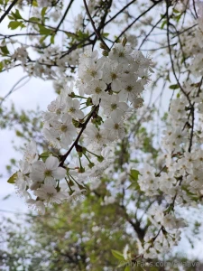 Sakura is not only a flower but also a symbol of the fleeting nature part 1
