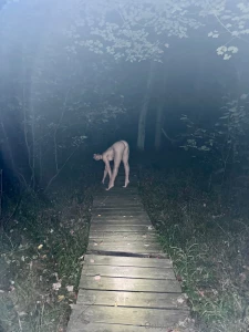 Haunting the swamp walkway part 1