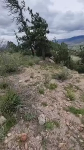 Naked puppy in denver mountains