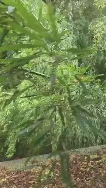 My florida and east coast people be safe stay in the house and 