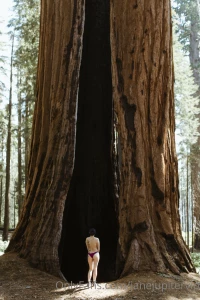 Sequoia national park part 23