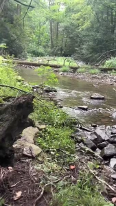 I decided to give my dick a rest today and shake my ass in the woods