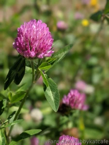 Red clover is probably in my top 5 favorite wildflowers they re so