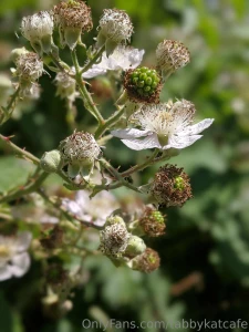 The blackberries are in full bloom i can t wait to make some wild