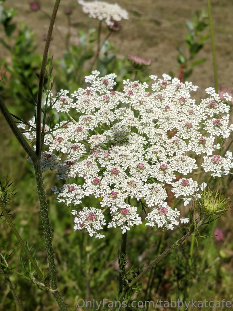 Bunch of tiny white little flowers they re so petite like me 