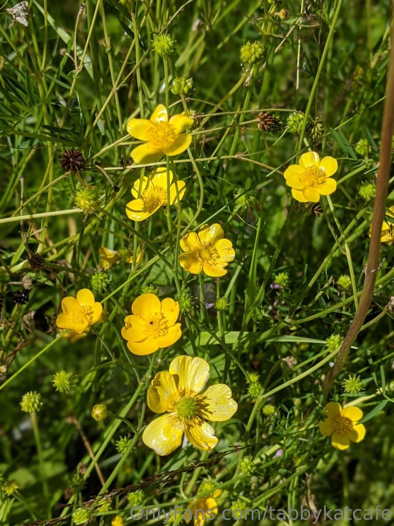 The wildflowers by my new place are absolutely incredible y all 