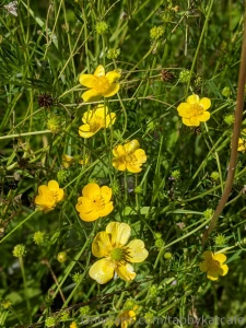 The wildflowers by my new place are absolutely incredible y all