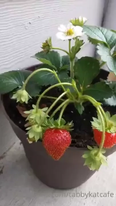 I love fresh strawberries 