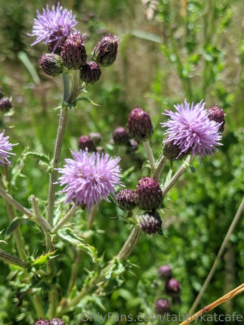 These fuzzy purple flowers make me think of little titty tassels tbh i 