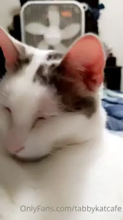 A little purr asmr in case you don t have a kitty to wake up snuggling 
