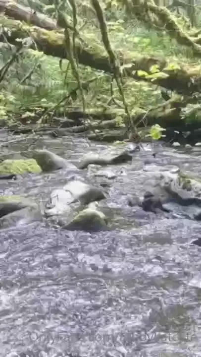 Relax by the creek with your tabby get some fresh air and feel the sun 