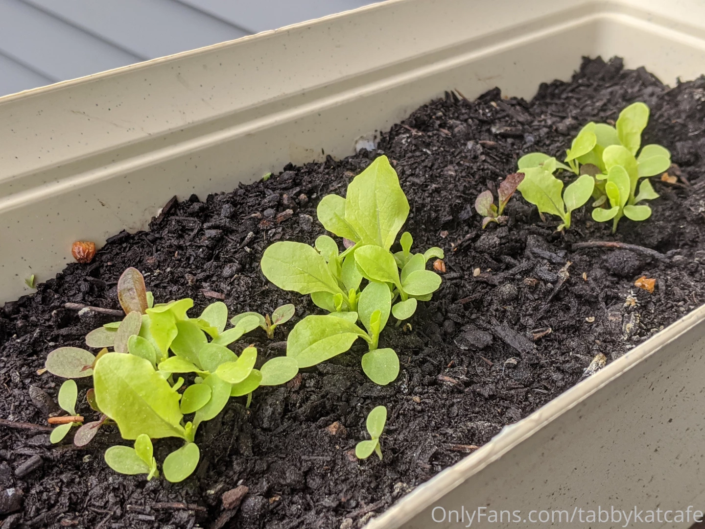 My little garden is starting to look so good 