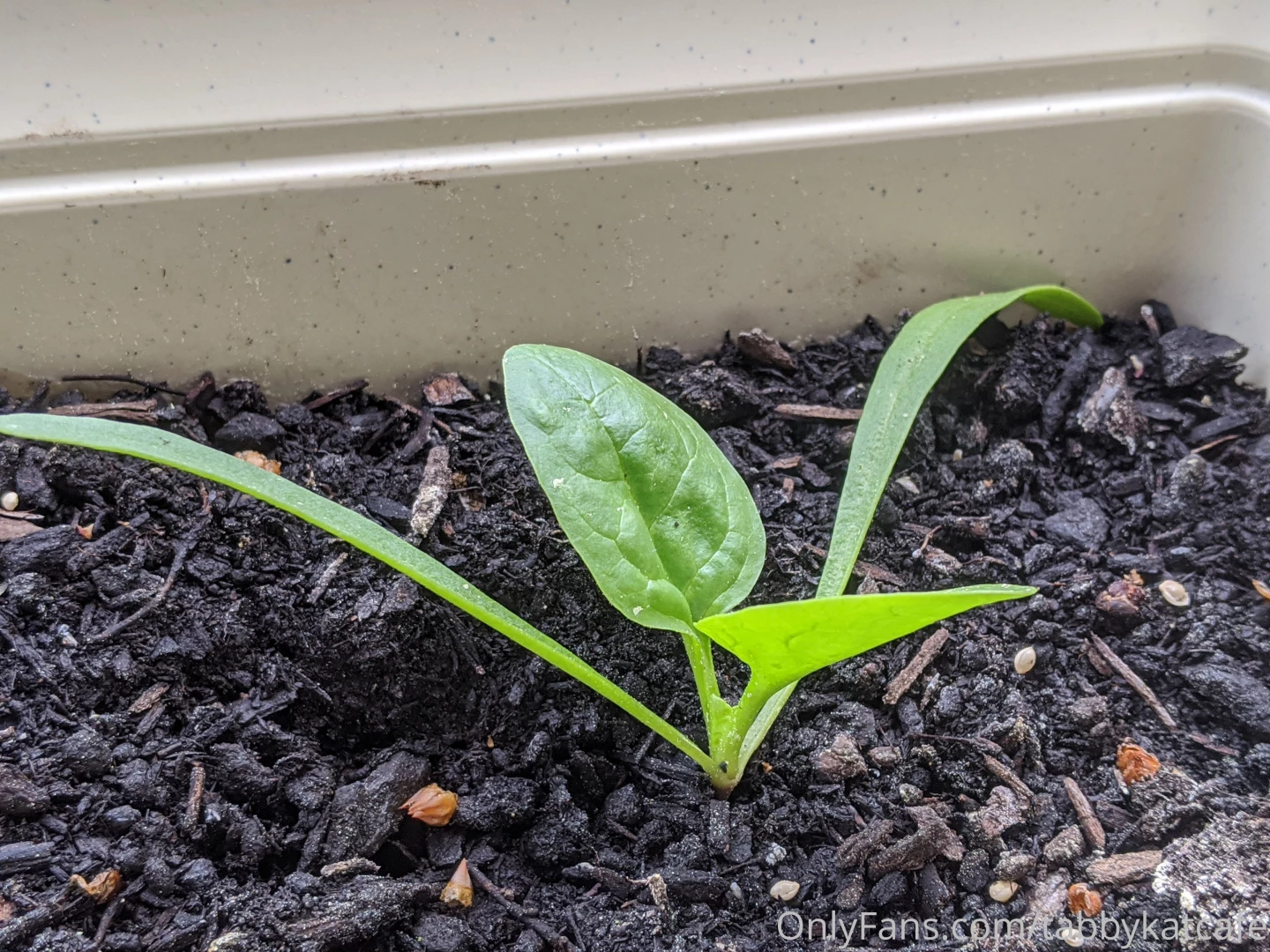 My little garden is starting to look so good part 2 