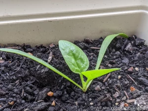 My little garden is starting to look so good part 2