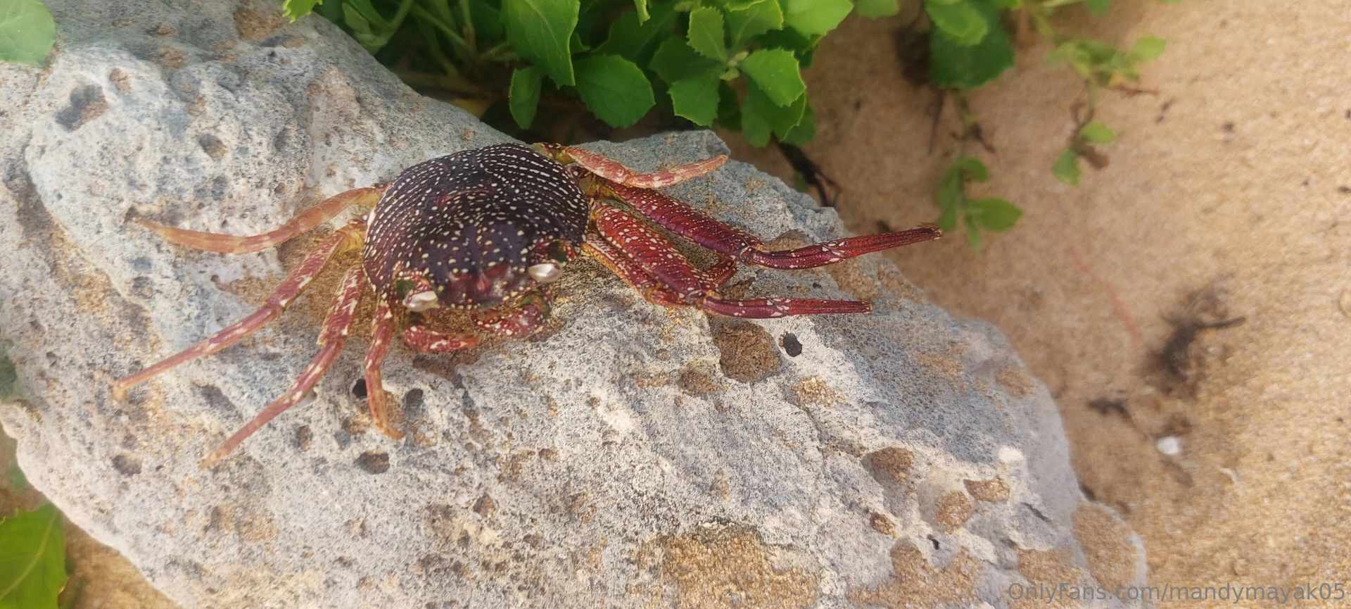 Good morning aloha phone dump from vacation coming soon part 1 