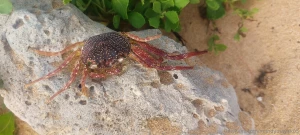 Good morning aloha phone dump from vacation coming soon part 1