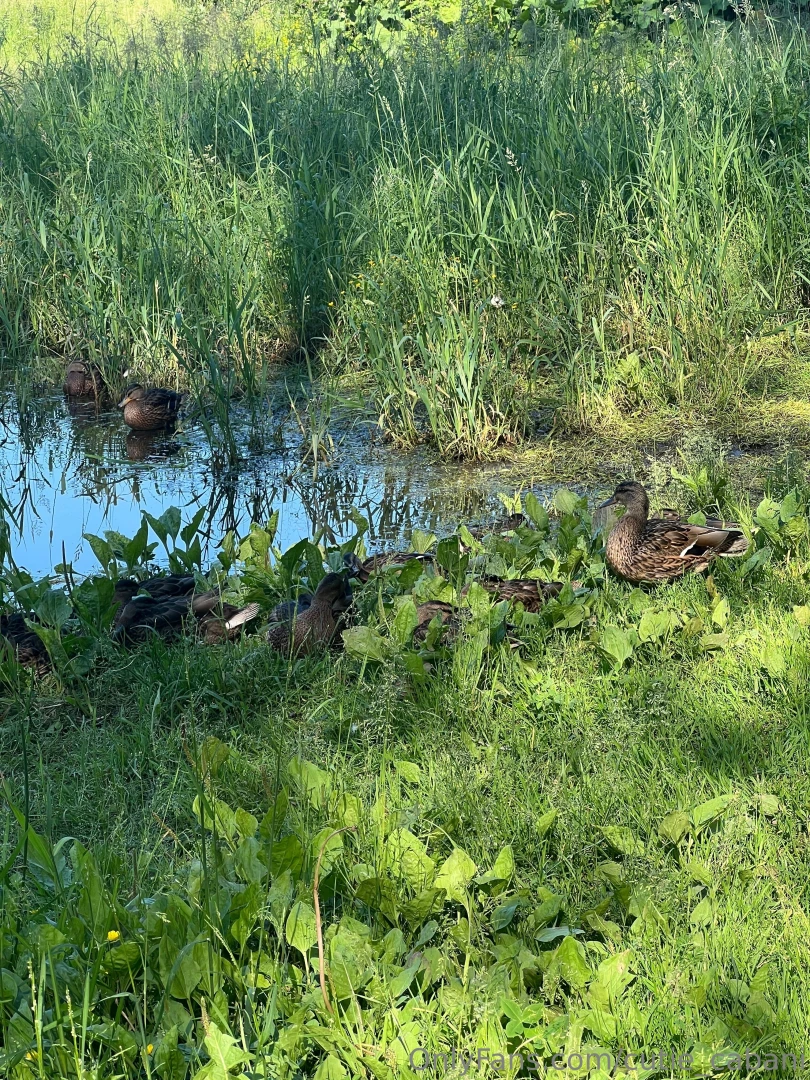 Sun green grass and ducks in the background guess who finally went on 