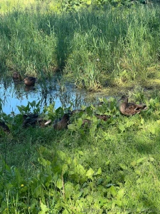 Sun green grass and ducks in the background guess who finally went on