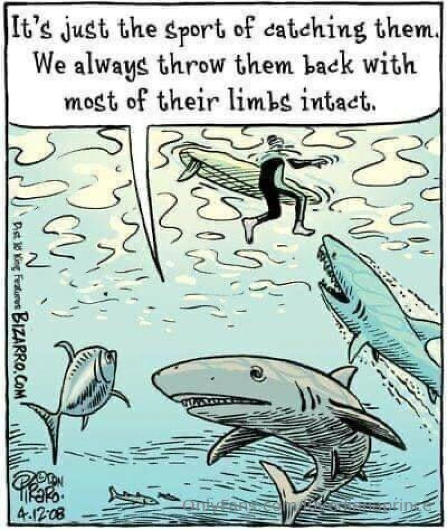 Happy shark awareness day 