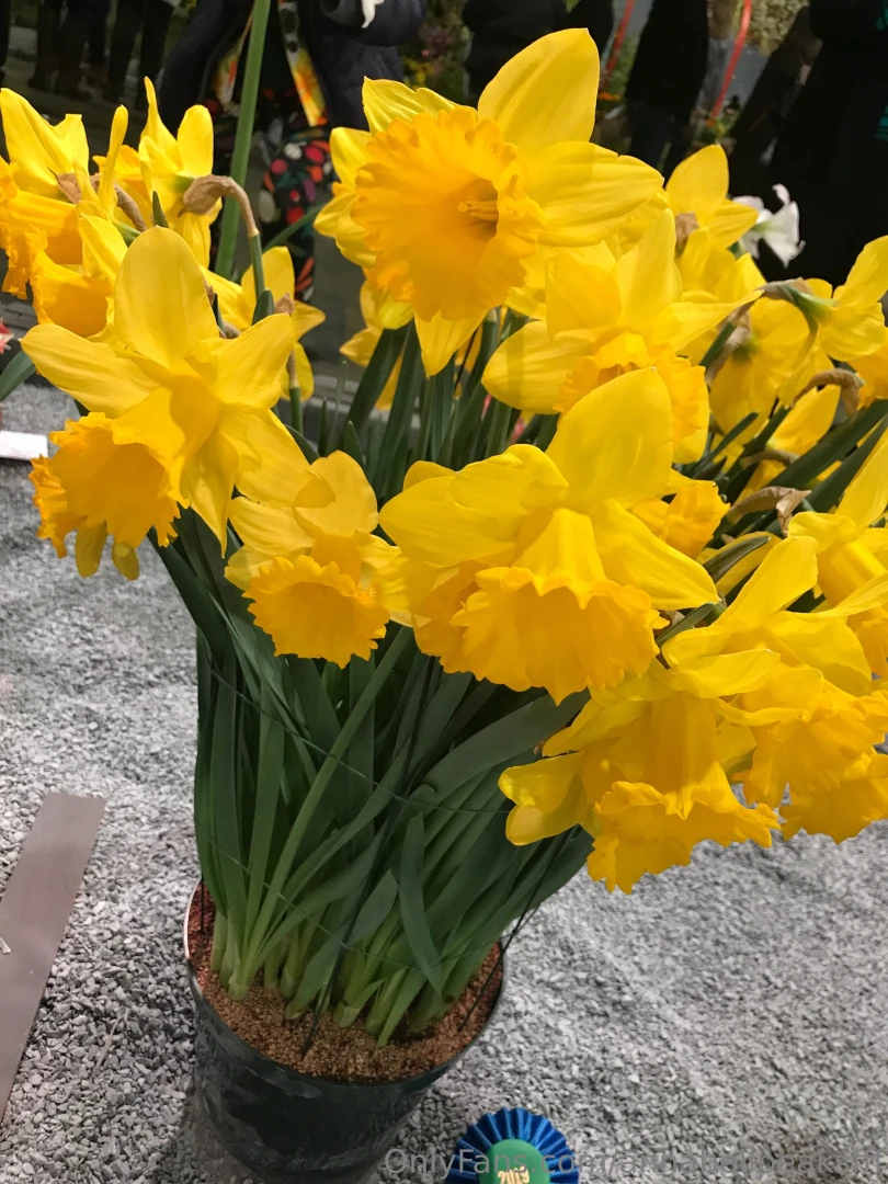 First day of spring today s a happy day join me on my paid 