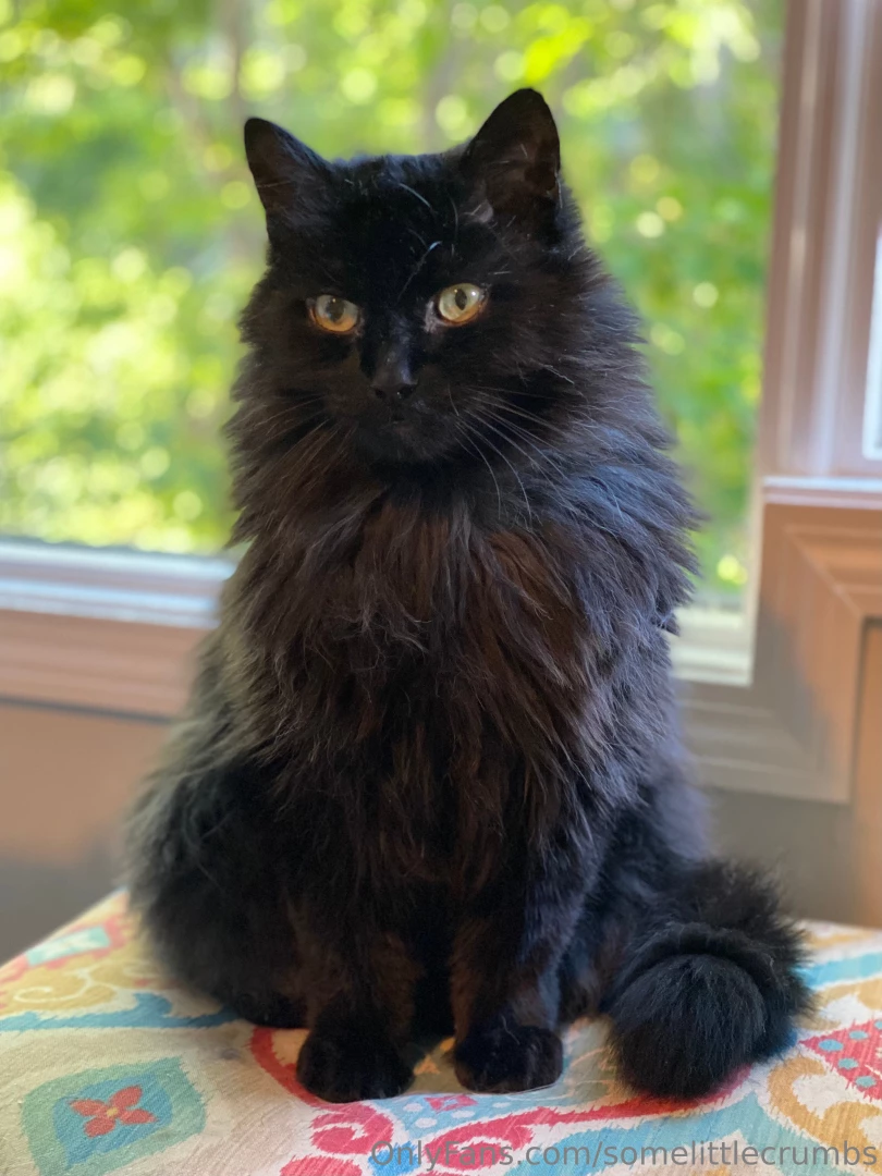 Time for some pussy pics he goes by goober gremlin stinky boy and my part 3 