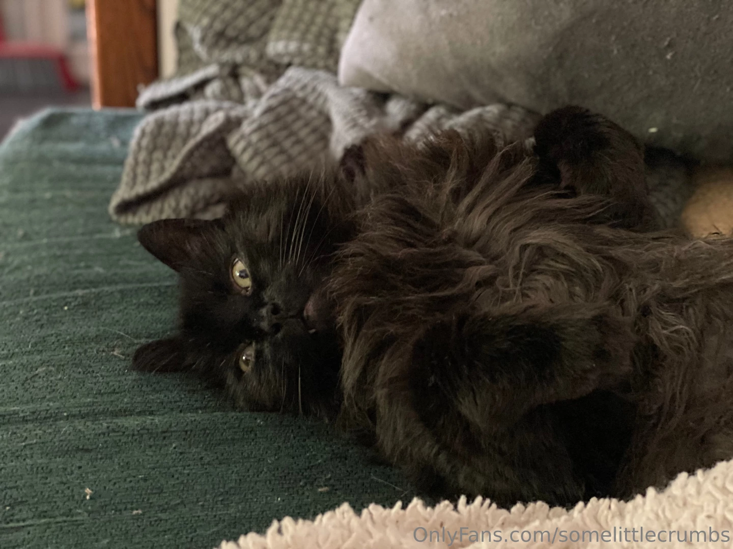 Time for some pussy pics he goes by goober gremlin stinky boy and my part 2 