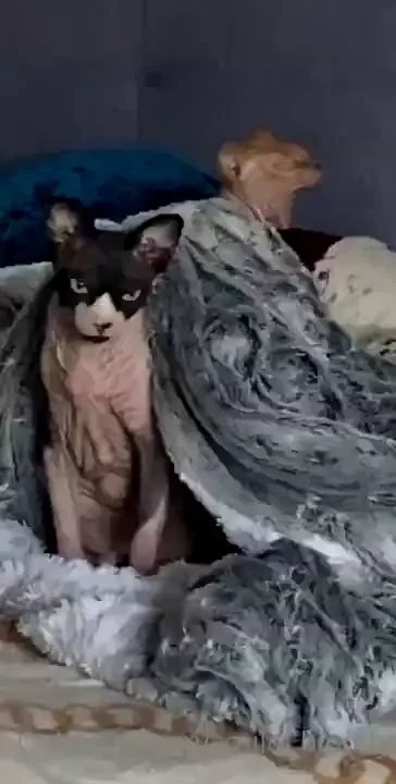My lovely cats 